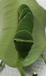 ナミアゲハ擬態ヘビ