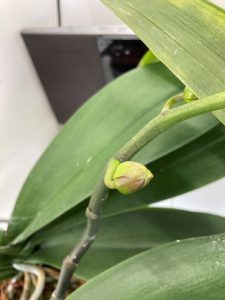白胡蝶蘭つぼみ