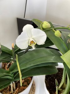 白胡蝶蘭開花